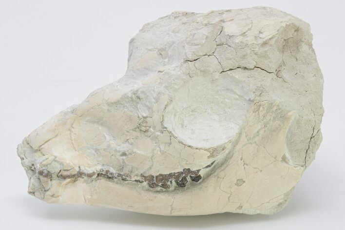 Oligocene Fossil Camelid (Poebrotherium) Skull - Wyoming #197464